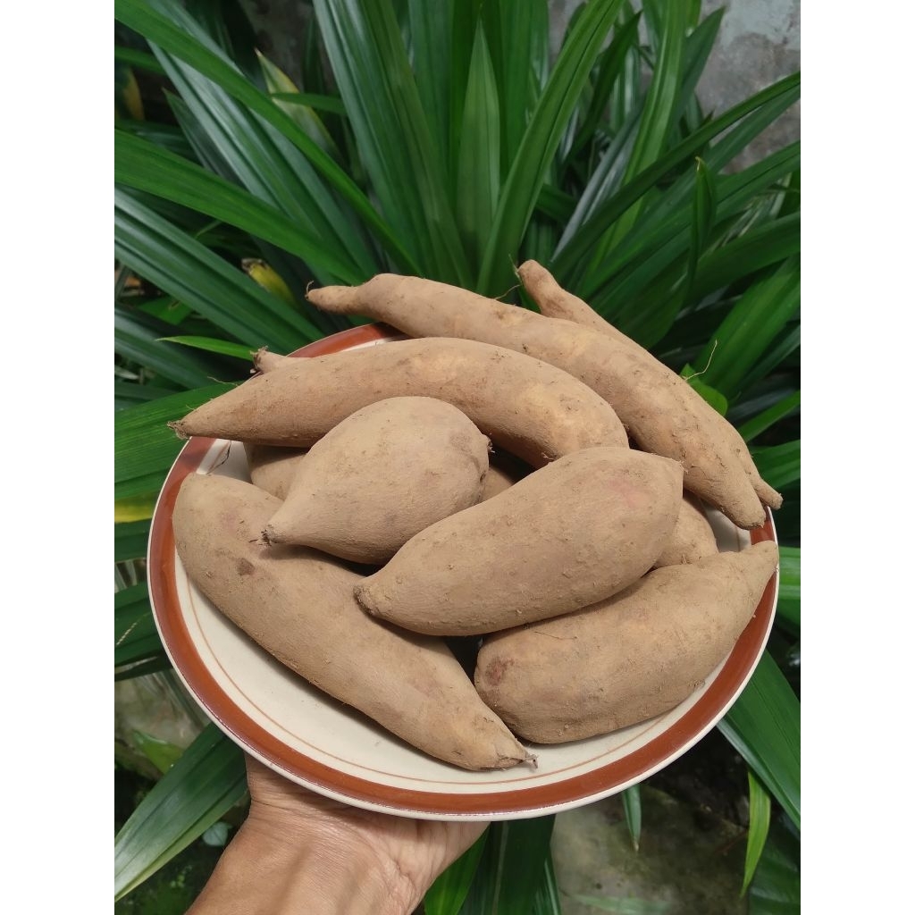[1 KG] Ubi Umbi Yakon Yacon Yacona Asli Wonosobo GRADE C (Kecil)