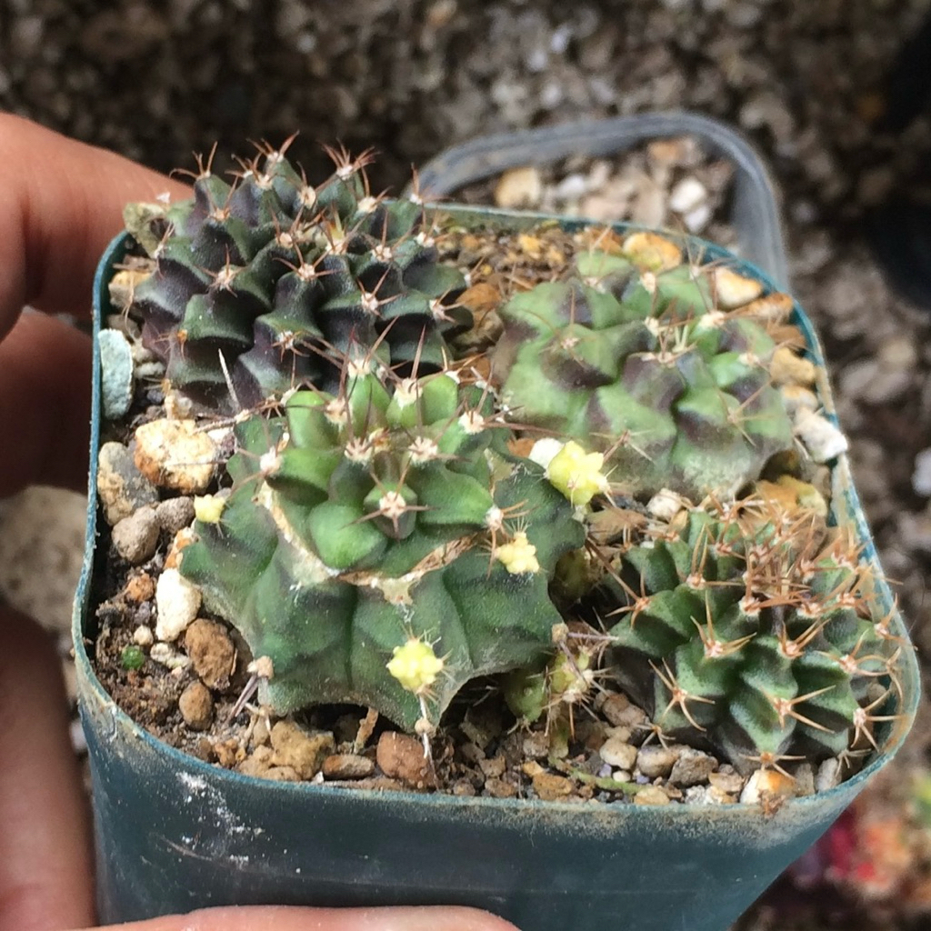 paket gymnocalycium gymno hybrid purple dream  ( kaktus astro tanaman hias hidup gurun ku