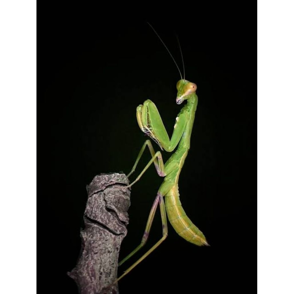 belalang sembah mantis anggrek