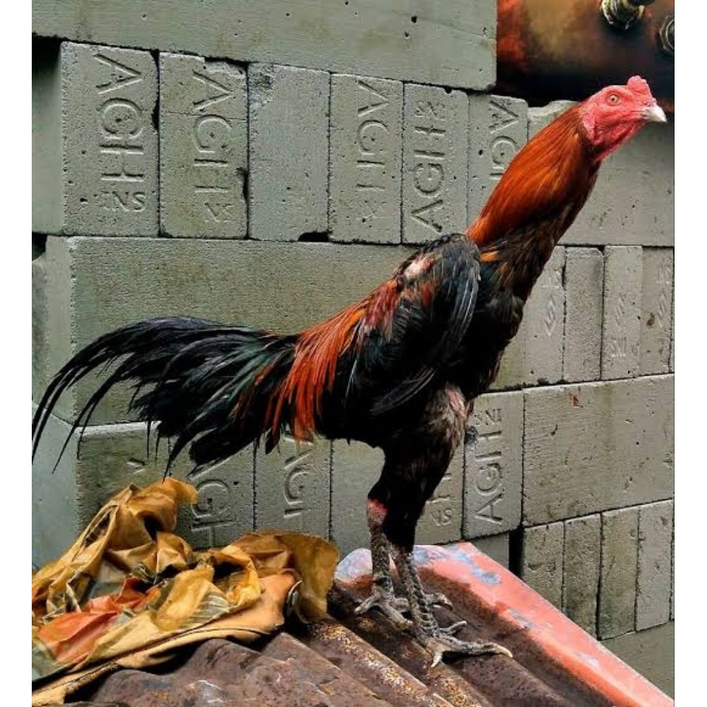 AYAM BANGKOK X MANGON JENGGER UMUR 5 BULAN