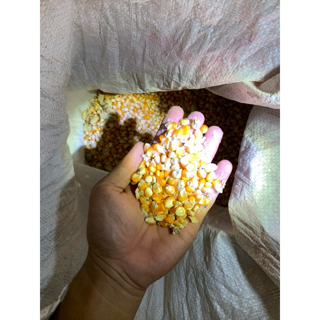 jagung pipil kering utuh pakan ayam