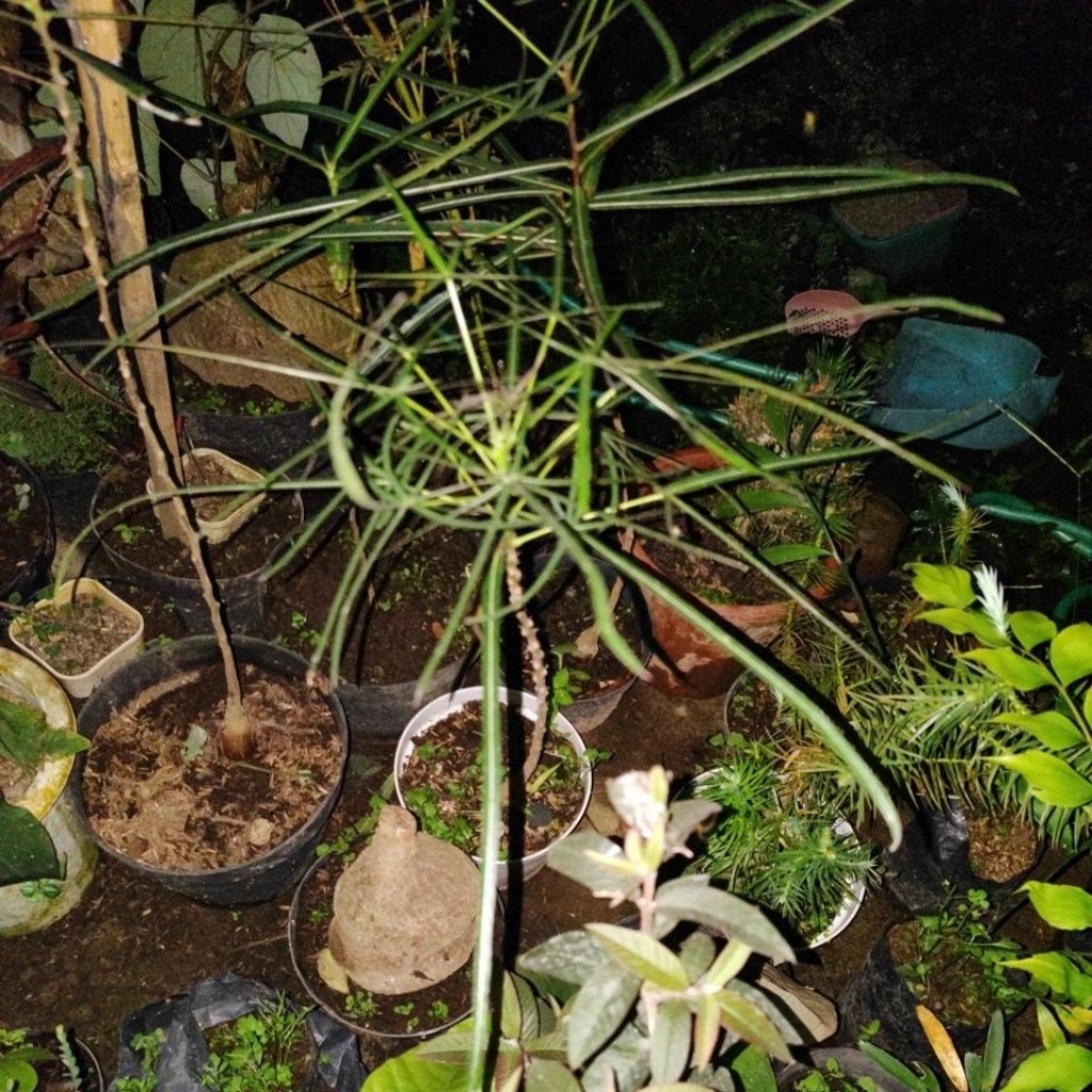 Tanaman Bottle Tree Australia/ Pohon Brachyciton Rupestris