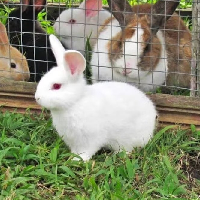 Kelinci NZ New Zealand, kelinci jenis pedaging sapihan. Bukan lokal Rex Hycole atau hyla. m