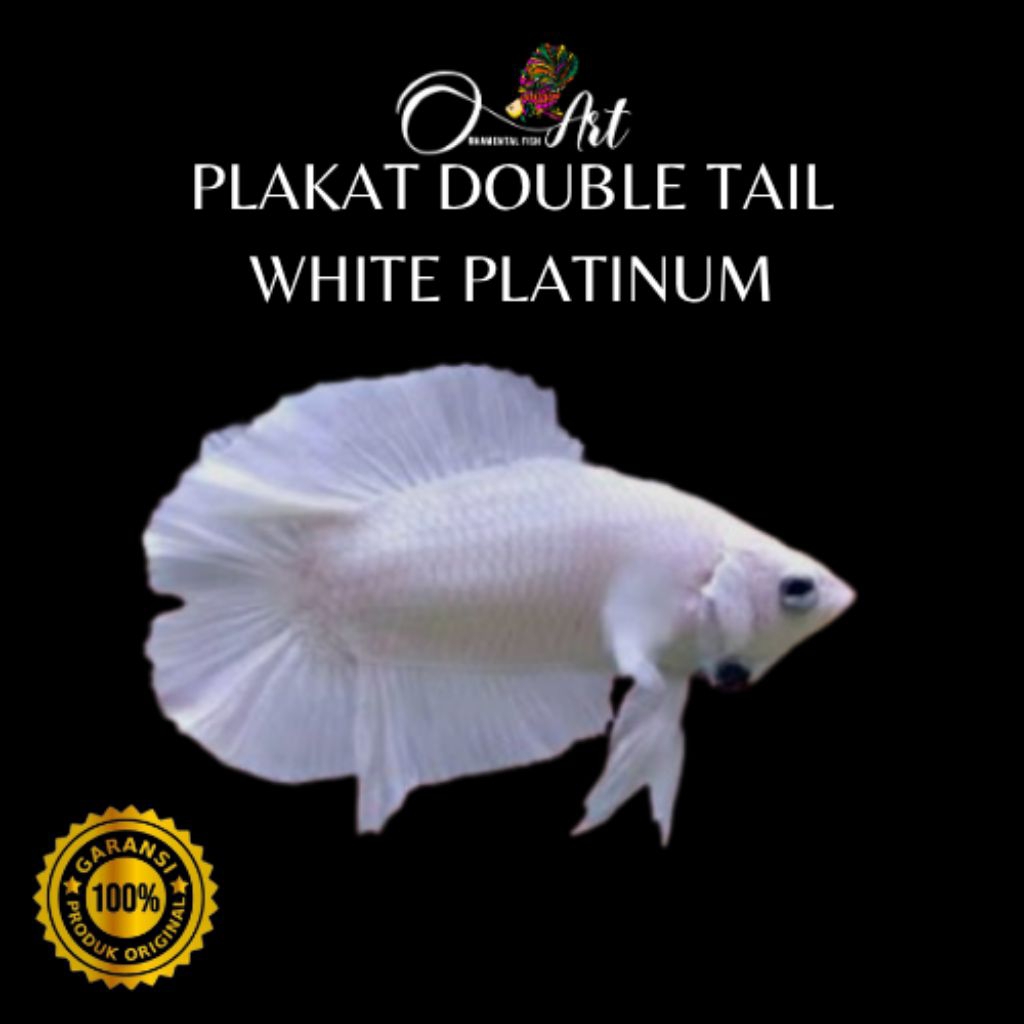 Hiasan Aquarium Plakat Double Tail White Platinum Jantan Size M+ Random