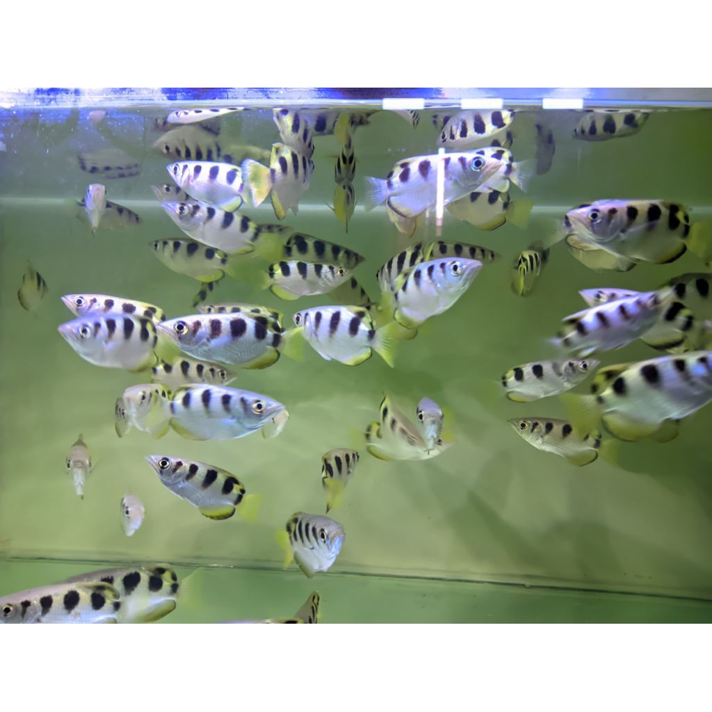 Archer Fish / Ikan Sumpit sizec7-8 cm Air Tawar