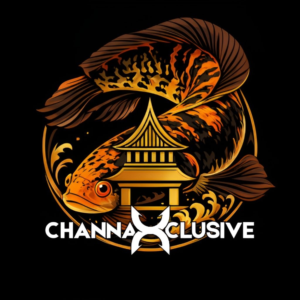 Air Ketapang PROMO SUPER OREN RIAU 4-5cm