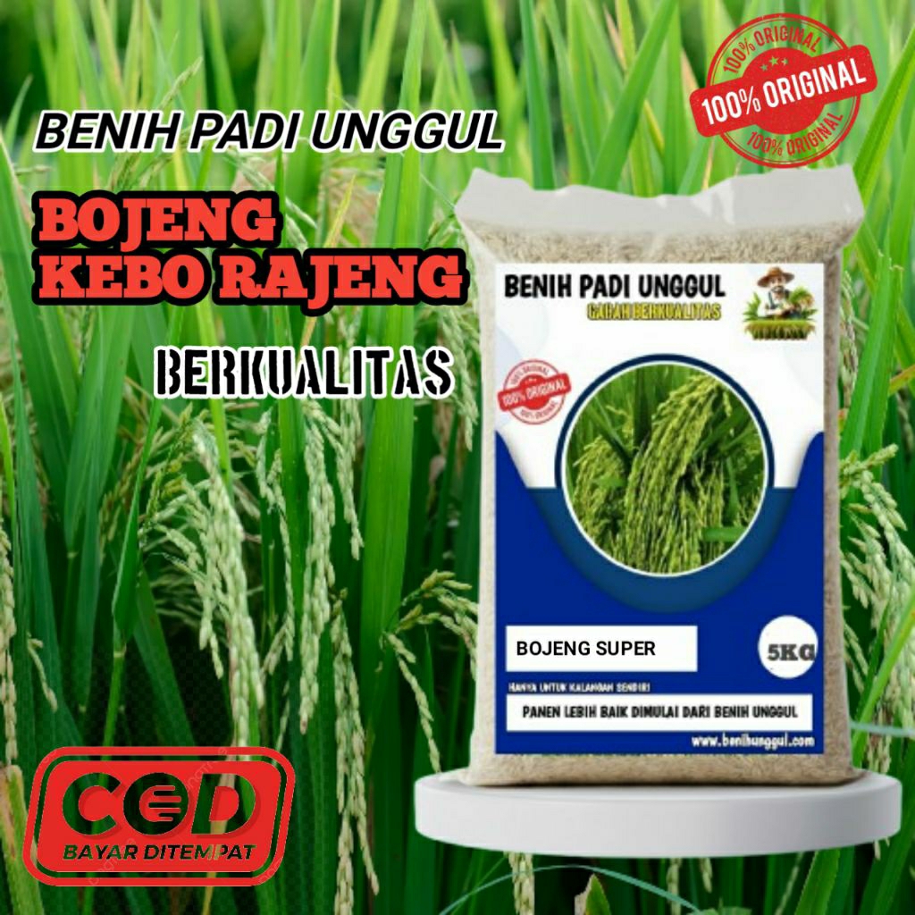 (5KG) BENIH PADI BOJENG SUPER UNGGUL POTENSI HASIL MENCAPAI 12TON.