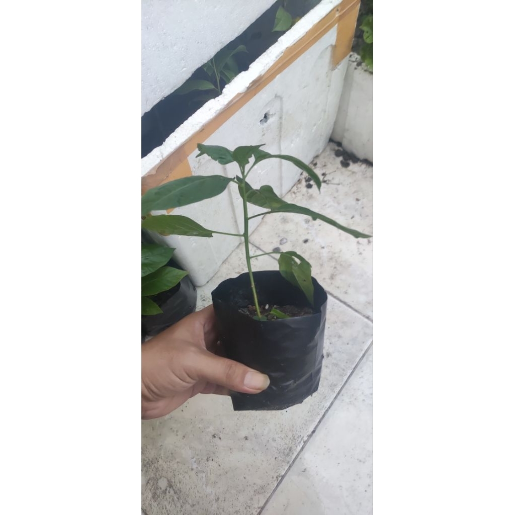 bibit cabe setan