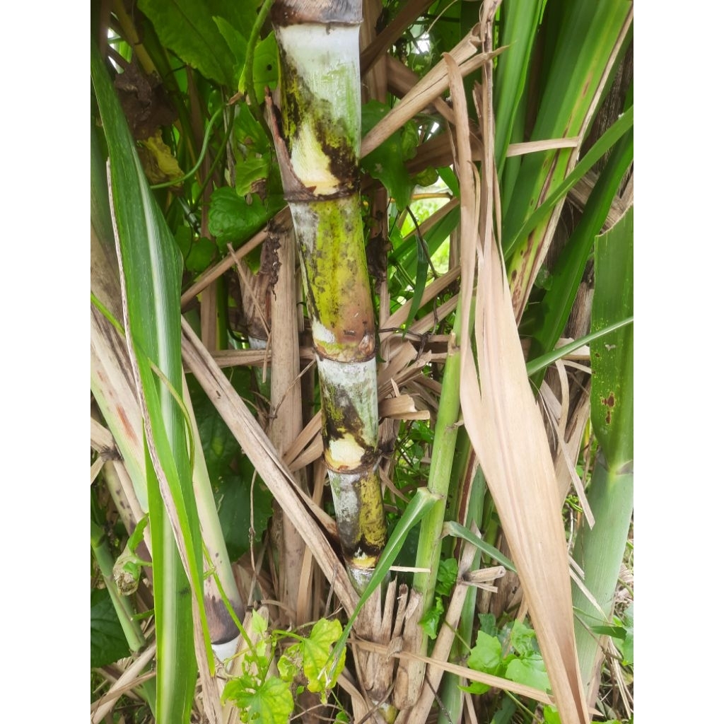 bibit stek batang tebu hijau