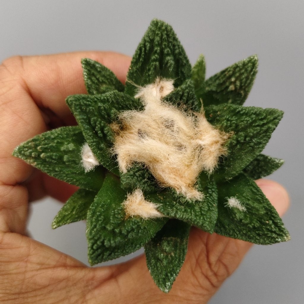 Tanaman Kaktus Ariocarpus hintonii