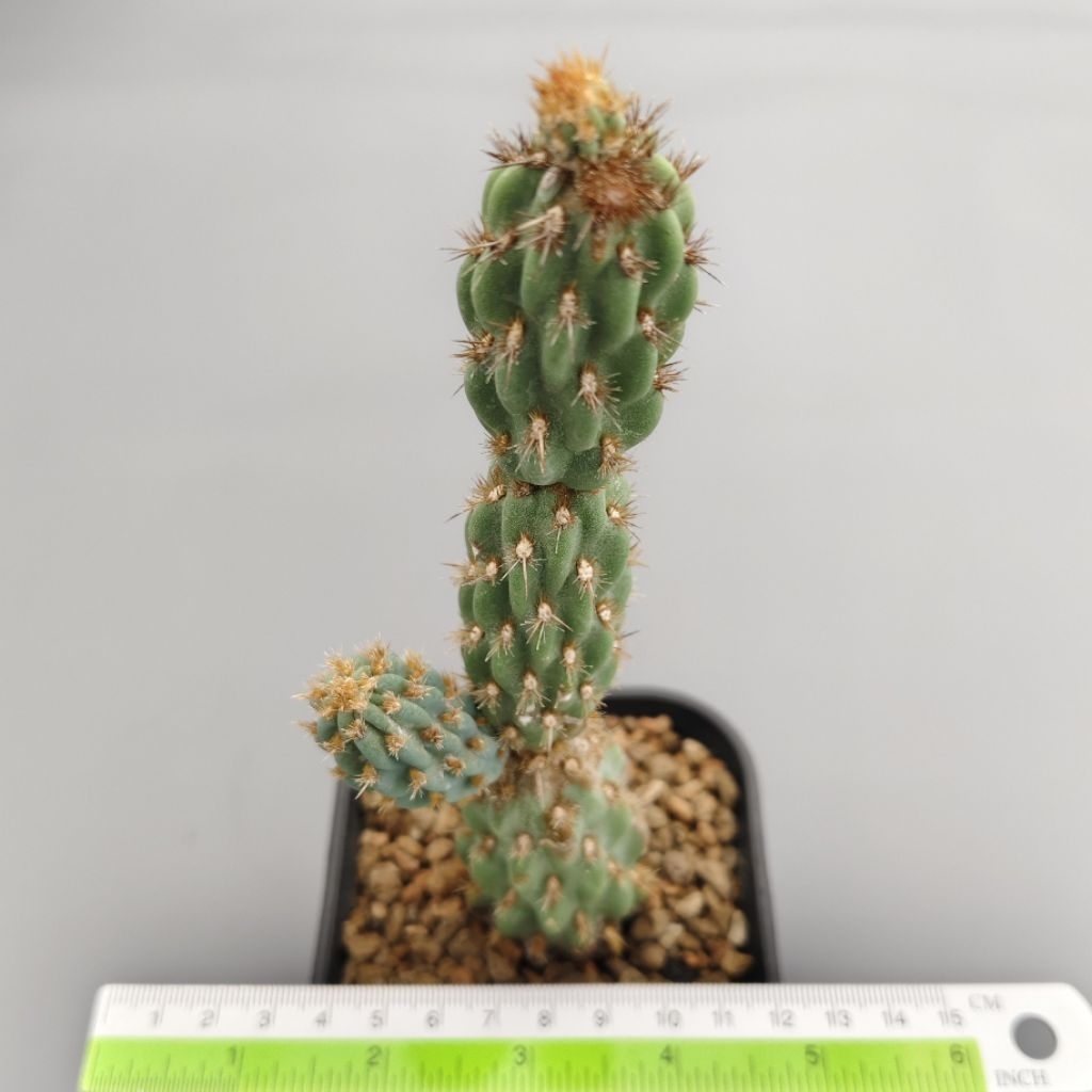 Tanaman Kaktus Opuntia miquelii warna biru