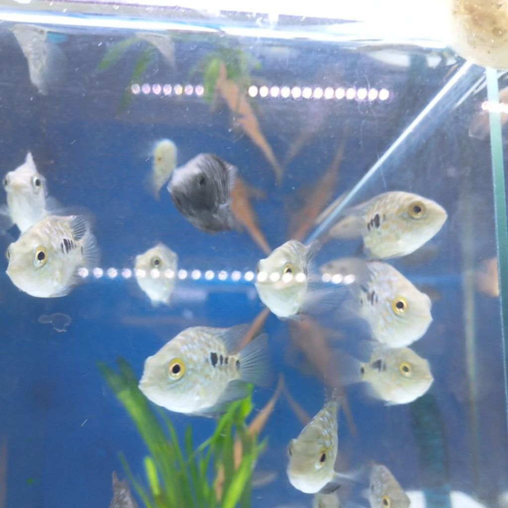 Texas Cichlid Predator Hias