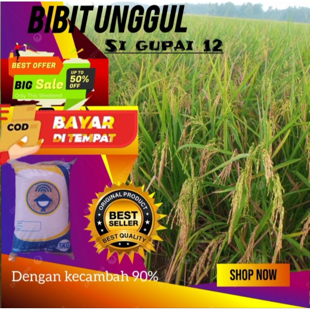 Benih padi galur sigupai 12 kualitas terbaik