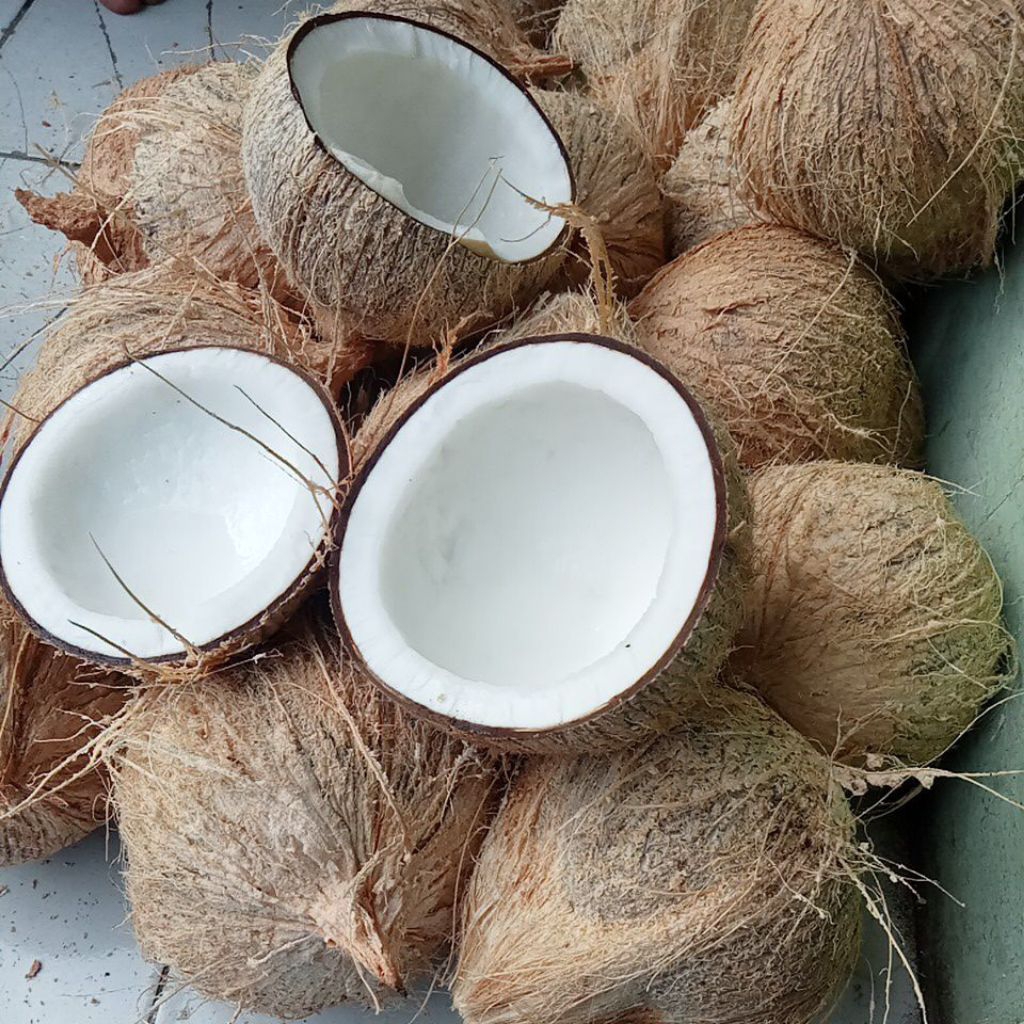 kelapa tua kelapa santan press