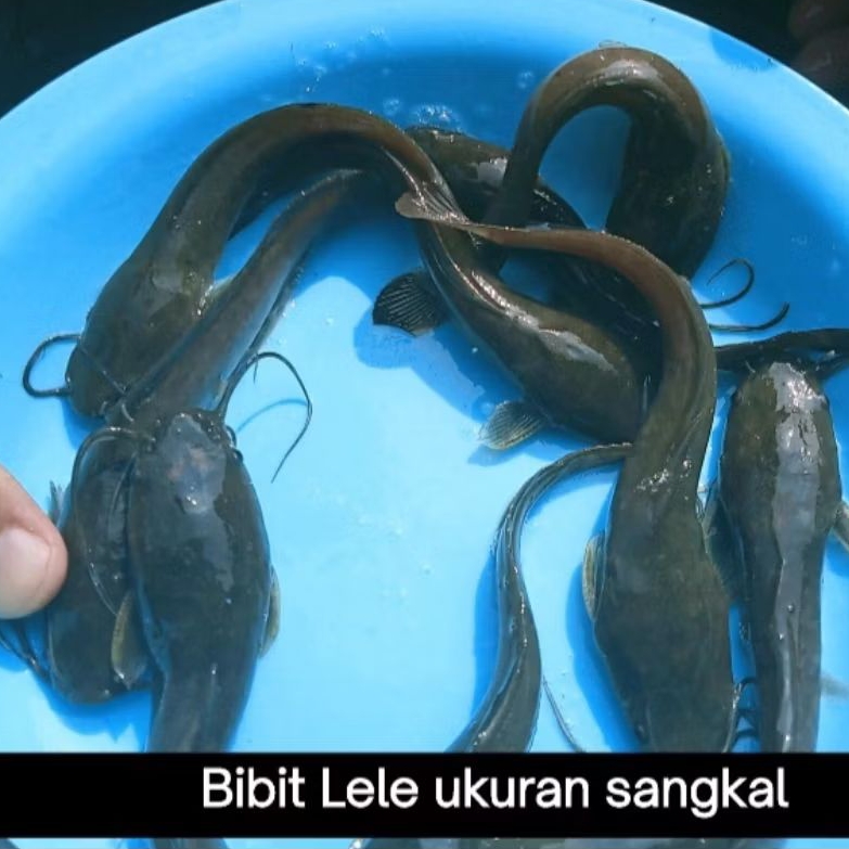 Bibit Ikan Lele ukuran sangkal 13-14 cm(isi 50 ekor)