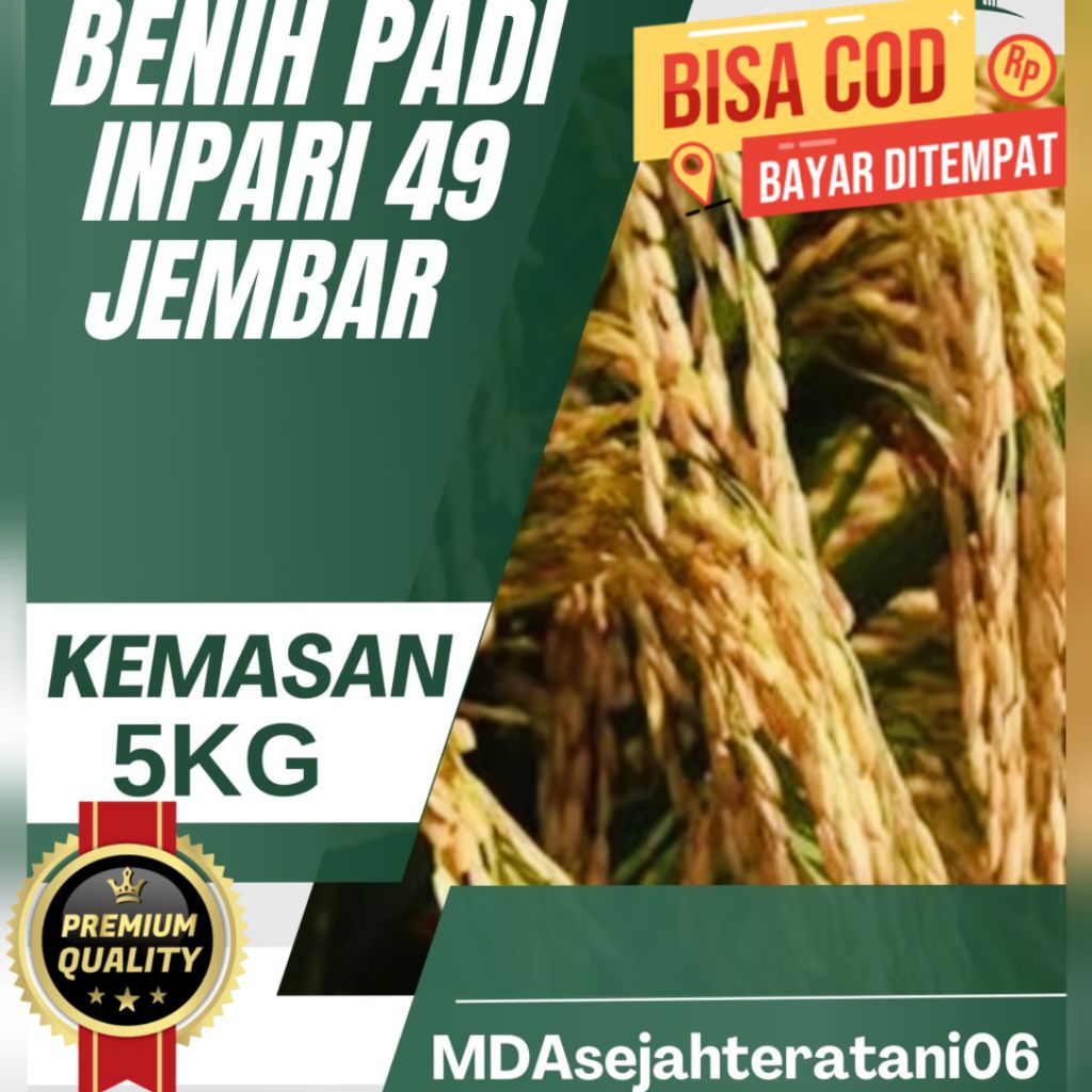 BENIH PADI INPARI 49 JEMBAR KUALITAS UNGGUL KEMASAN 5KG