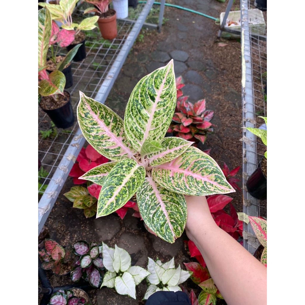 AGLAONEMA MUTIARA ALBA
