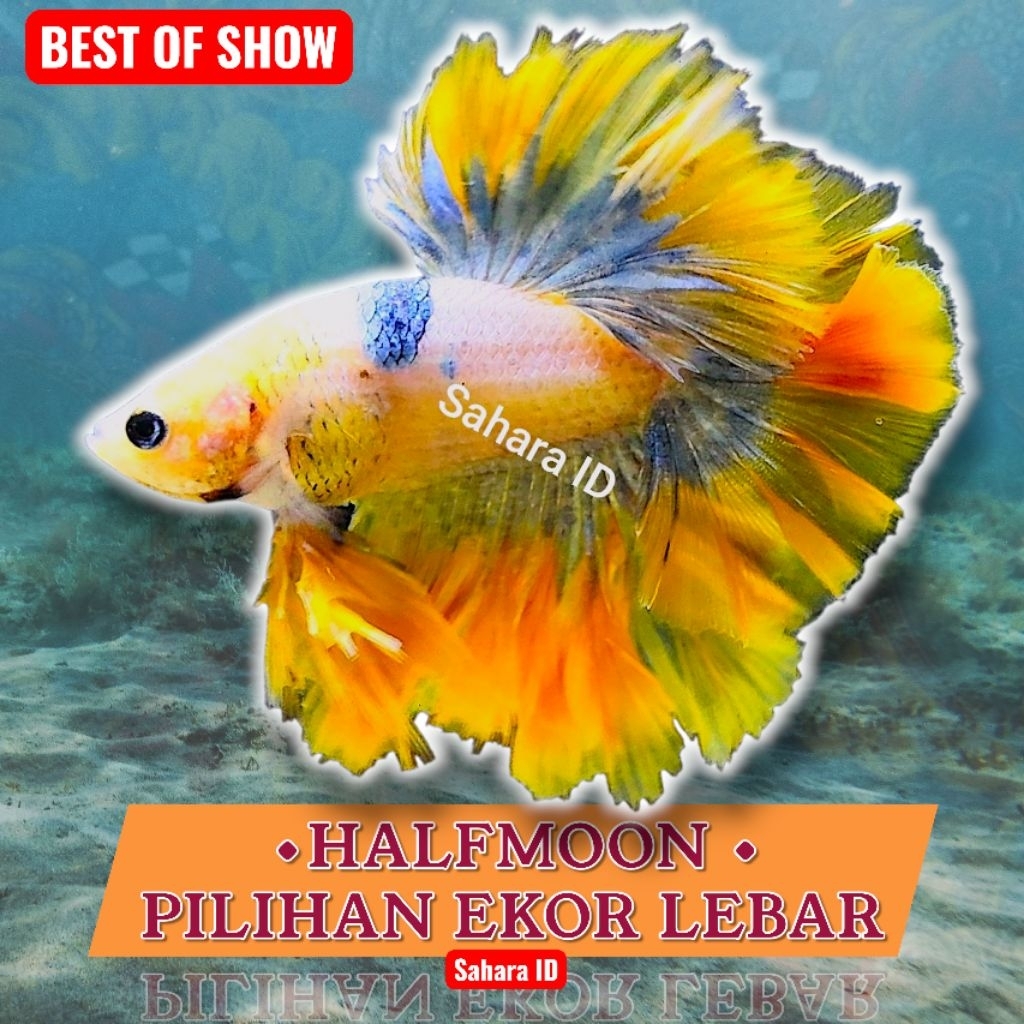 CUPANG HALFMOON LEBAR SIZE M+| M++ |L | EKOR LEBAR | CUPANG BERKUALITAS | INDUKAN IKAN CUPANG | CUPA