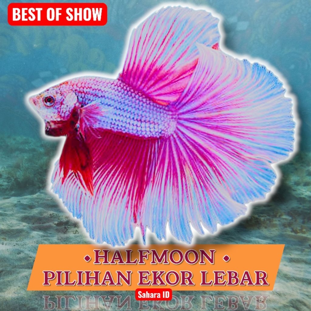 IKAN CUPANG HALFMOON HIASAN AQUARIUM UKURAN M - L | HIASAN AKUARIUM | CUPANG HM | CUPANG HALFMOON LE