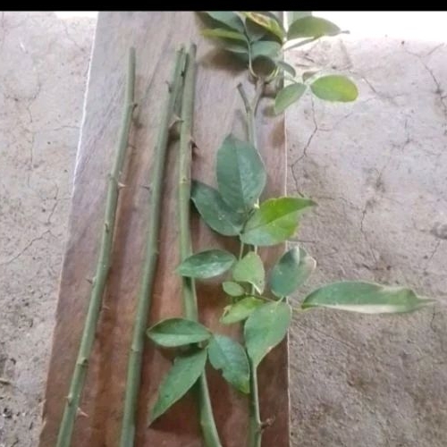 stek tanaman bunga mawar