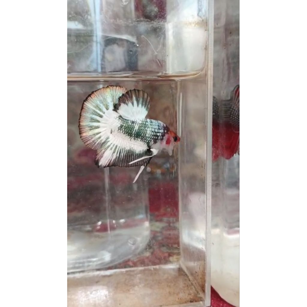 Ekstrak daun ketapang HMPK bester besgel llumerr grade A asli