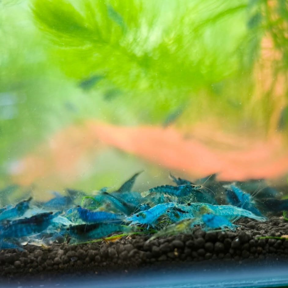 Blue Diamond Udang hias aquascape