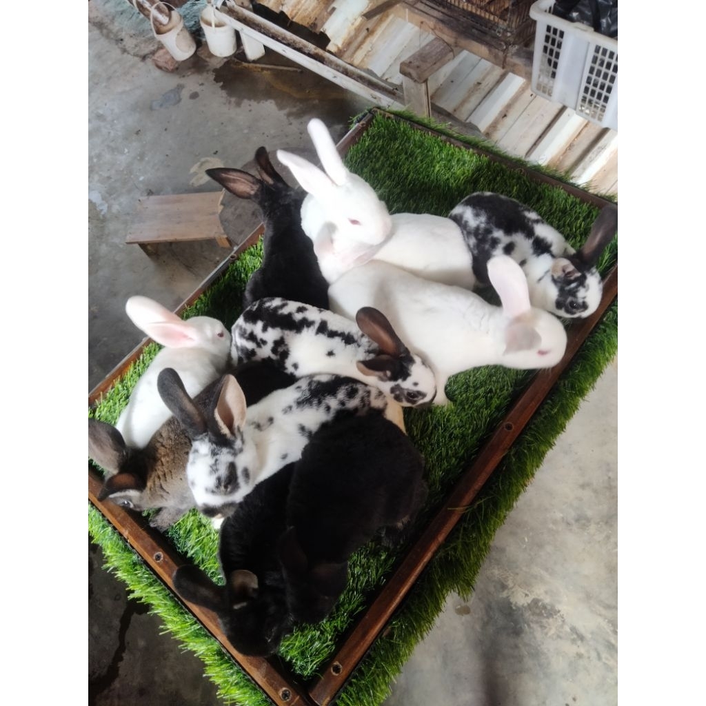 anakan kelinci Rex 2 bulan paket sepasang