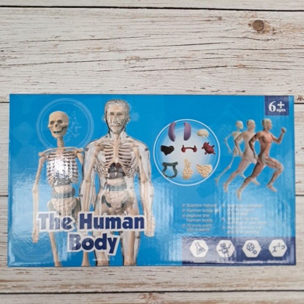 mainan set human body