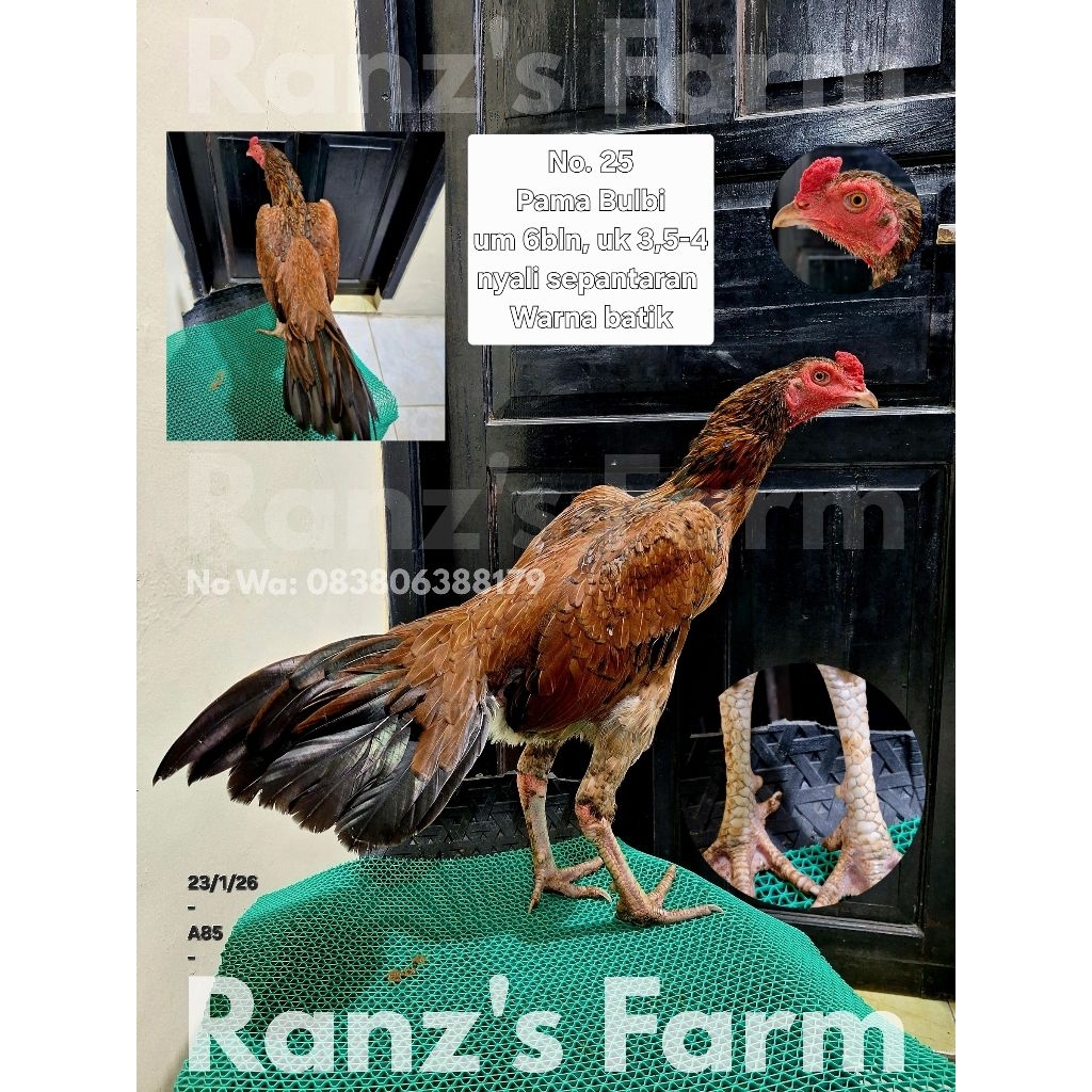 Ayam bangkok Pama bulbi