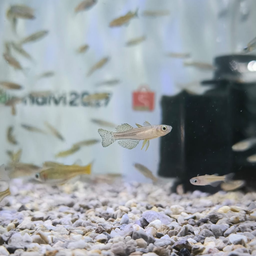 Ikan Hias Aquascape Pseudomugil Getrud