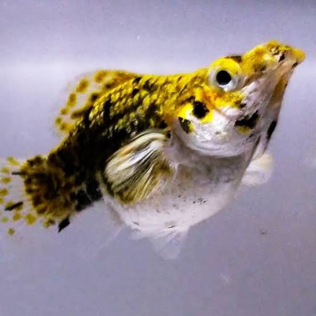 molly balon TEYENG CALICO 15 pcs