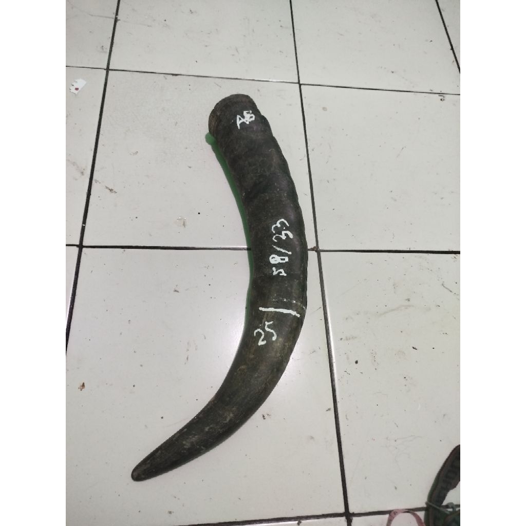 tanduk kerbau super padat