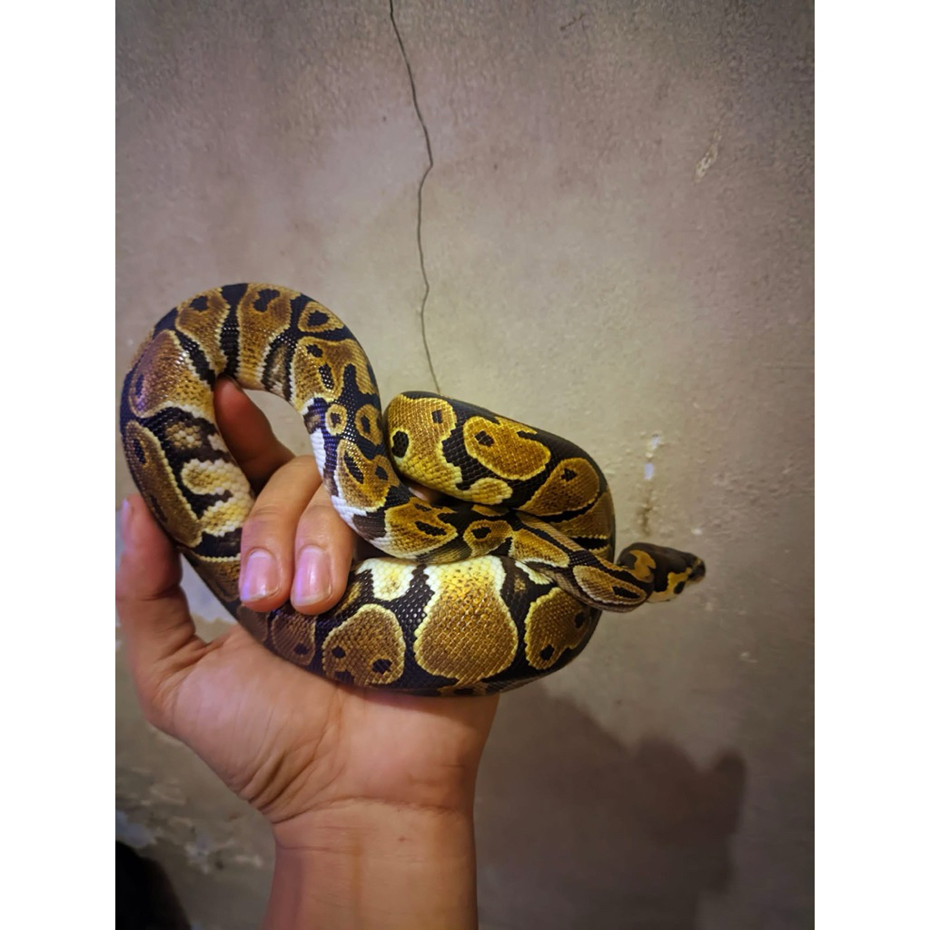 BALL PYTHON YELLOW BELLY FEMALE (JUVE)