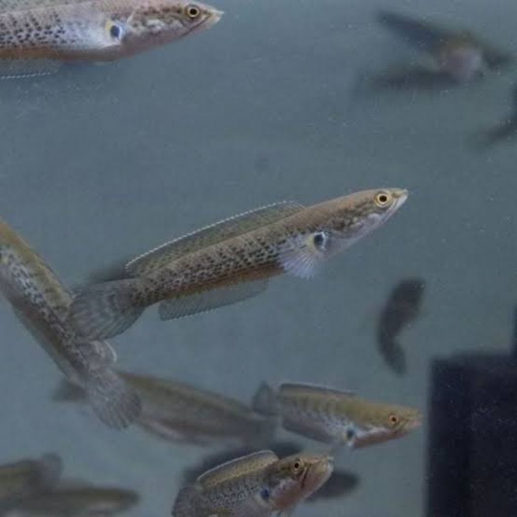 stewarti karbi baby gred A