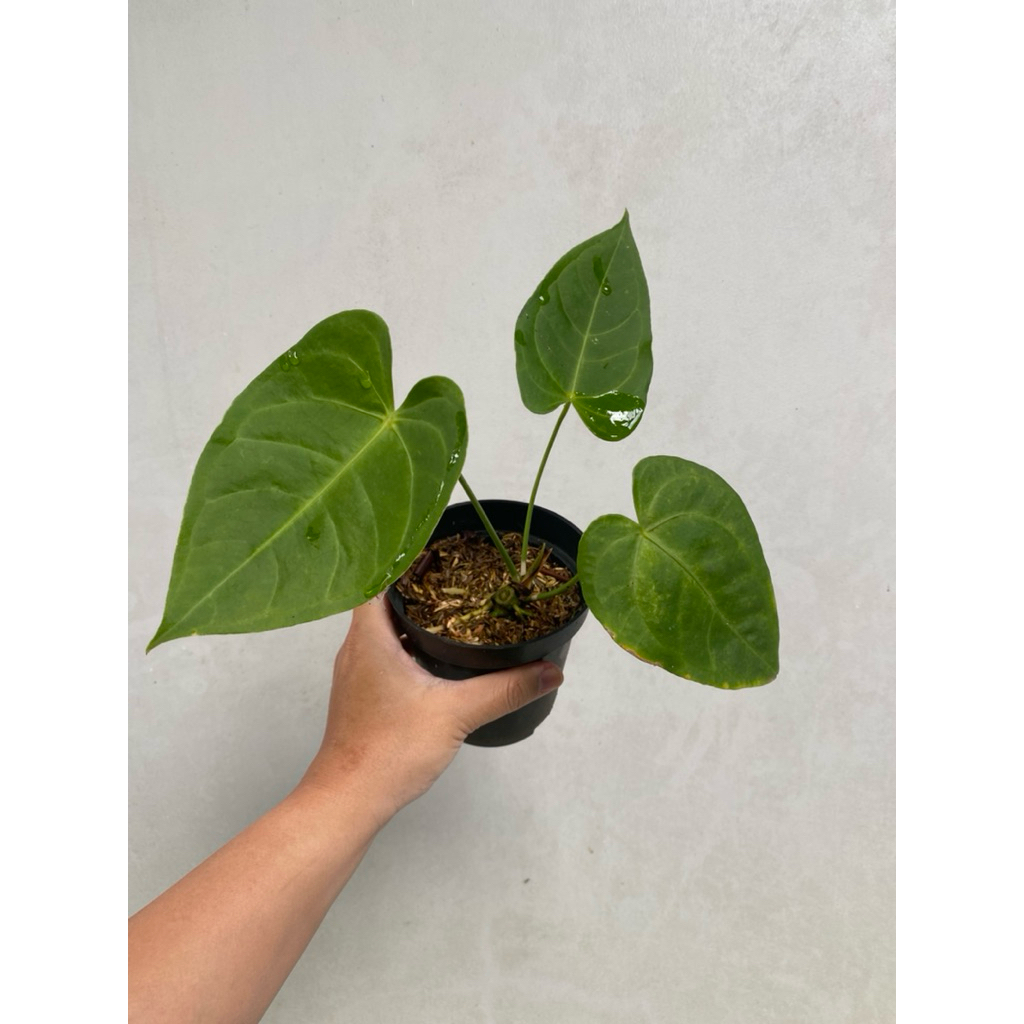 Tanaman Hias Anthurium Mangkocii / Anthurium Hybrid (Mangkok x Veitchii) / Anthurium Kuping Gajah Ma