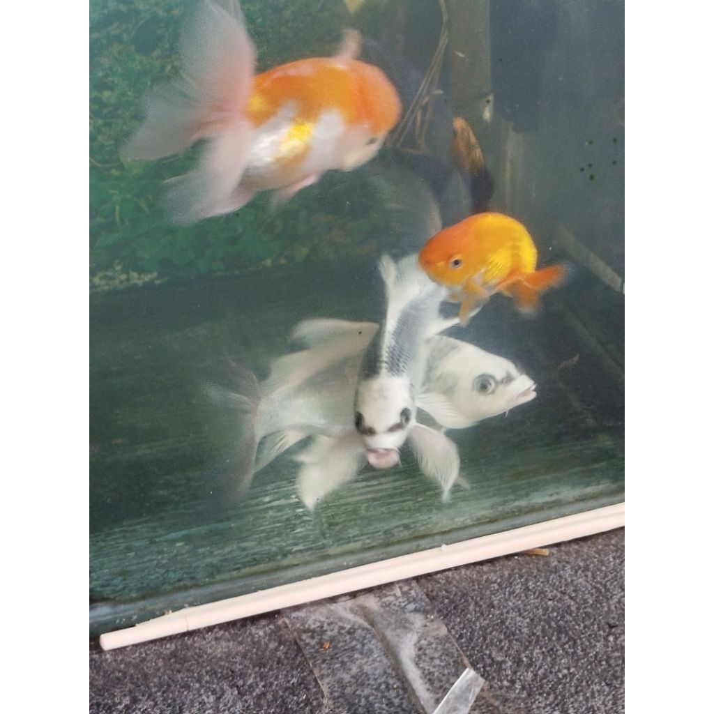 koi kabuto / platinum slayer ukuran 12-15cm