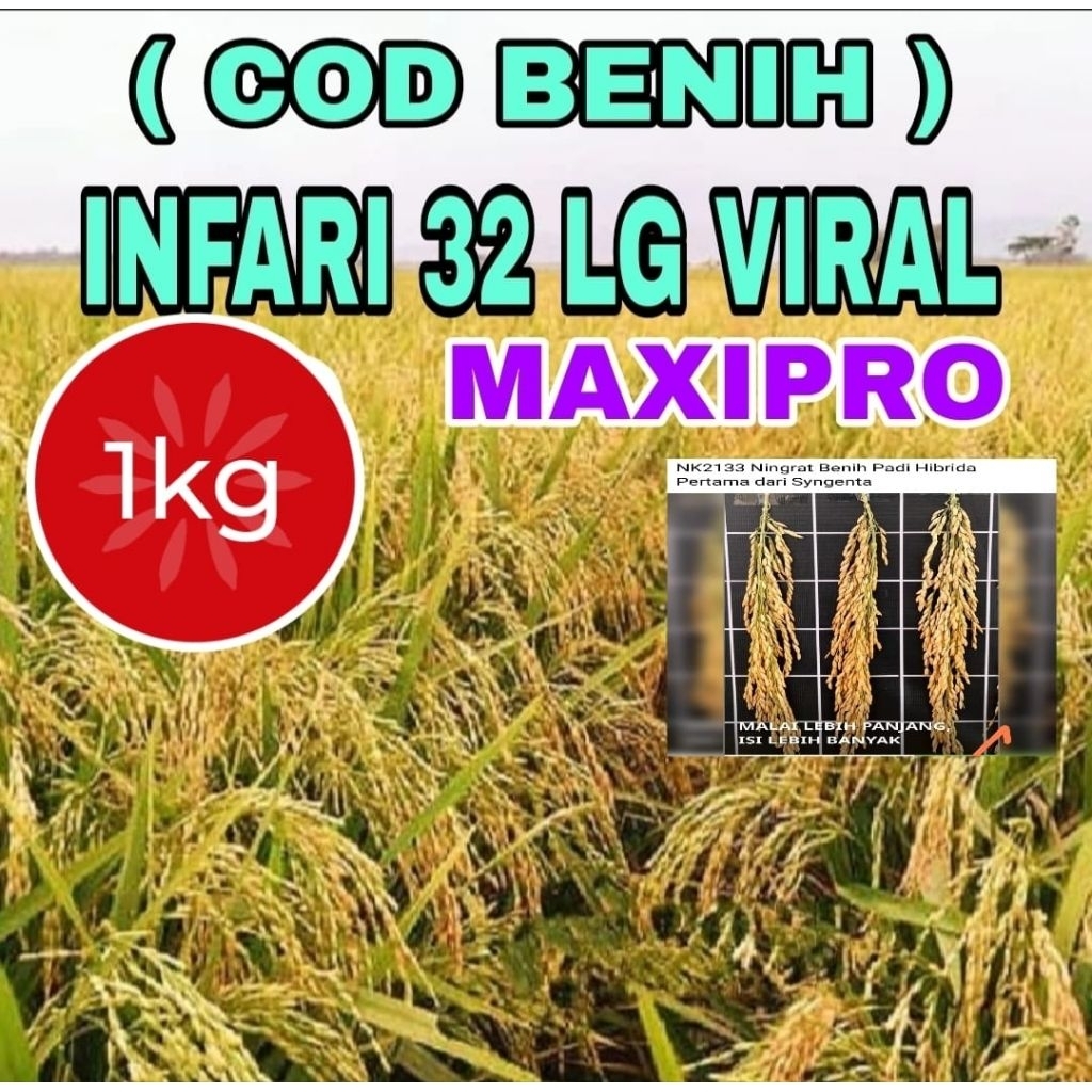 1KG BENIH PADI INPARI-32 MAXIPRO SUPER ORIGINAL LABEL PUTIH