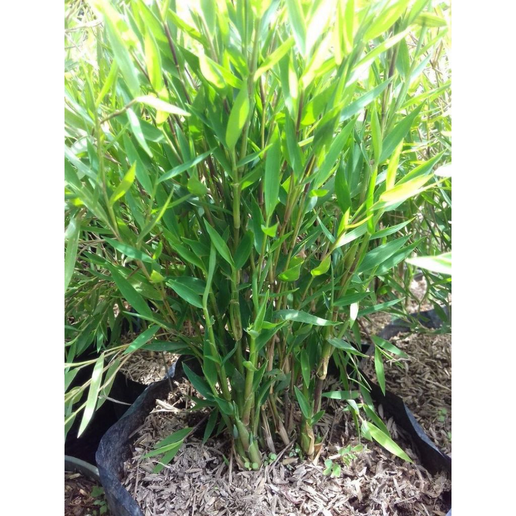 Tanaman hias bambu micro atau bambu jepang mini sehat dan rimbun