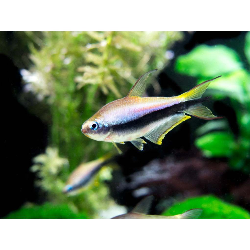 Ornamental Emperor Tetra