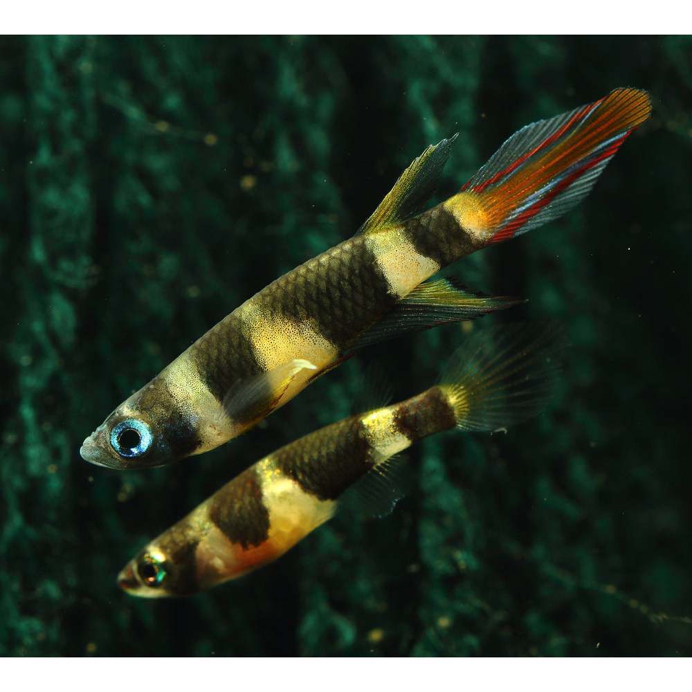Ornamental Rocket Clown Killifish