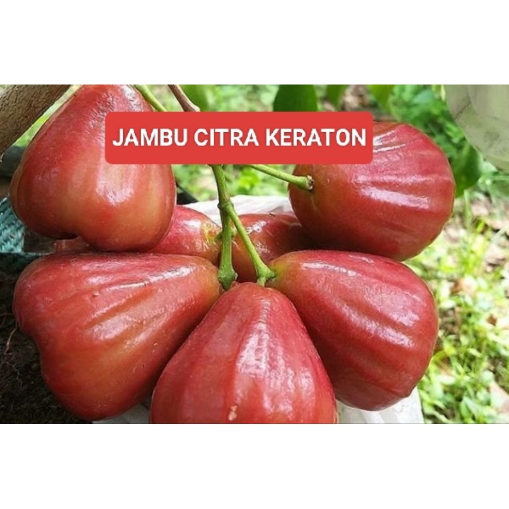 Entres Jambu Air Citra Jambu Air Keraton