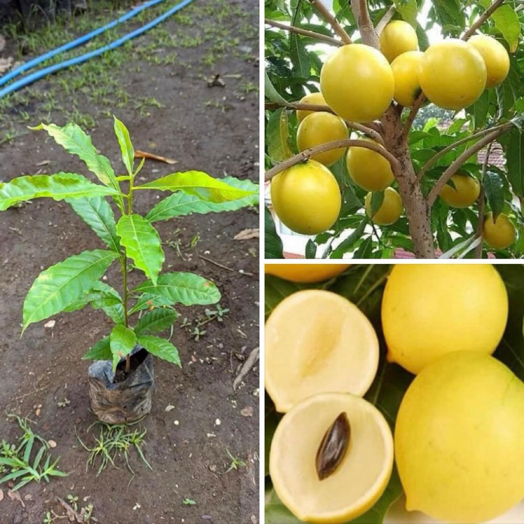 Bibit Sawo Abiu Jumbo Seling Cepat Berbuah