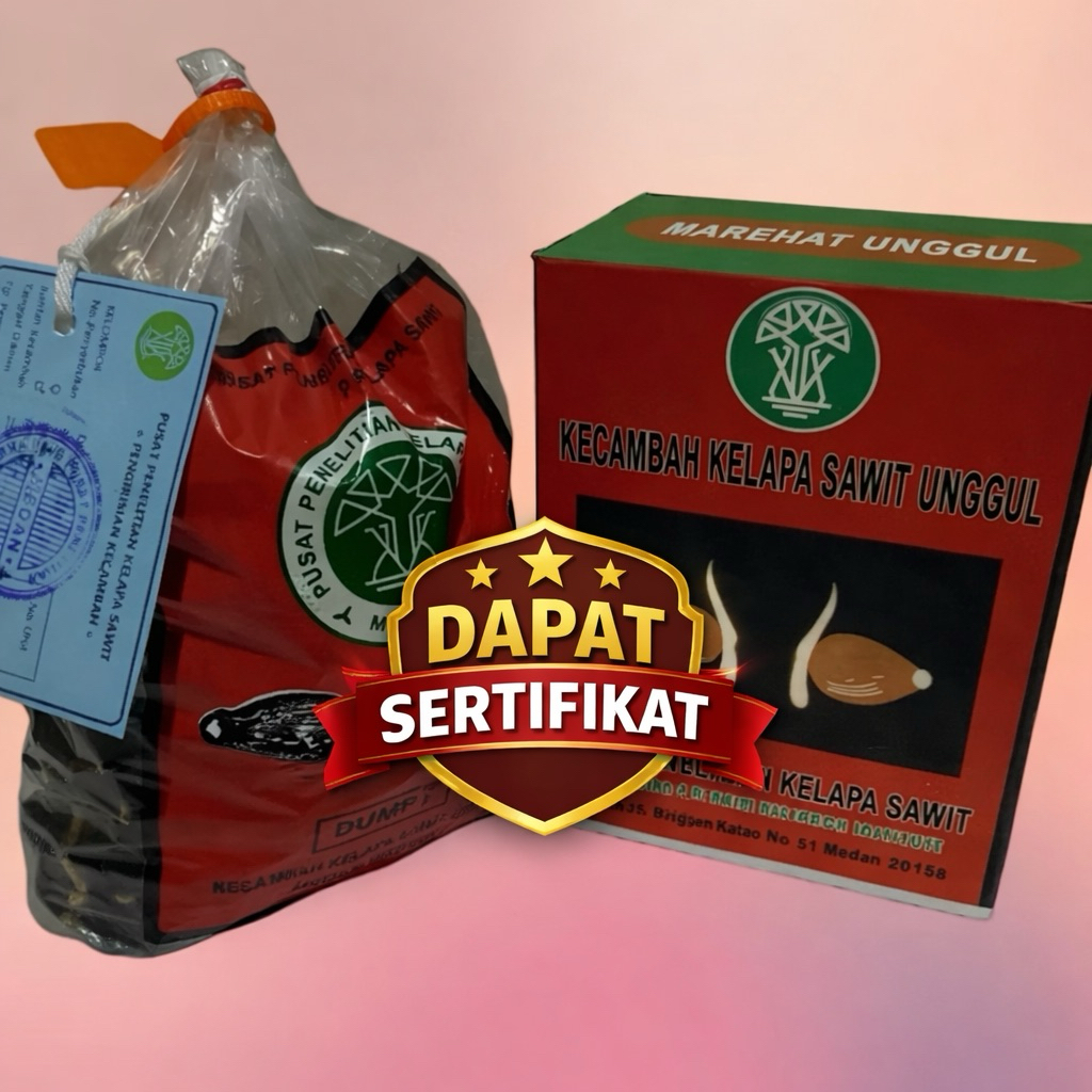 Bibit Kecambah Sawit MAREHAT DUMPY Asli PPKS – Unggul, Cepat Tumbuh, Dapat Sertifikat Resmi