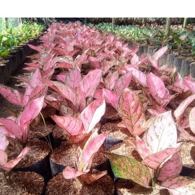 Lady Valentine/ruby pink/anjamani dll/Tanaman hias bunga aglonema