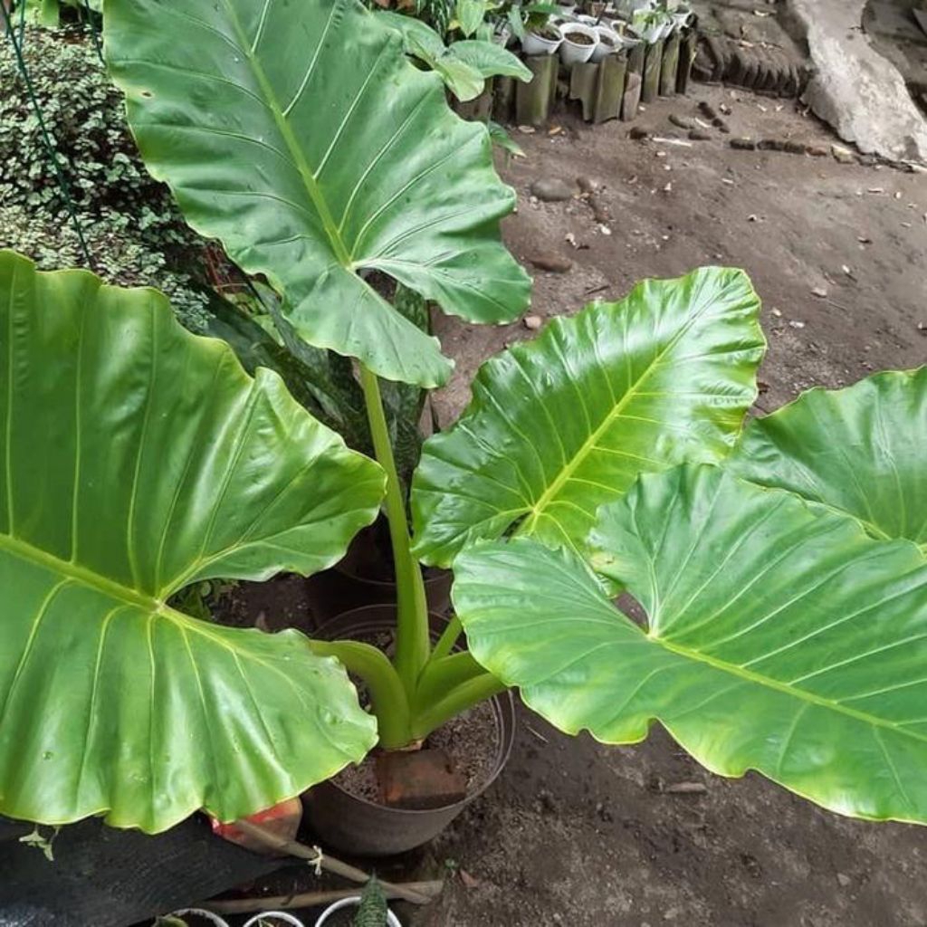 (pake 20pcs) bibit sente hijau super kualitas terbaik dan terjamin untuk pakan ikan gurame