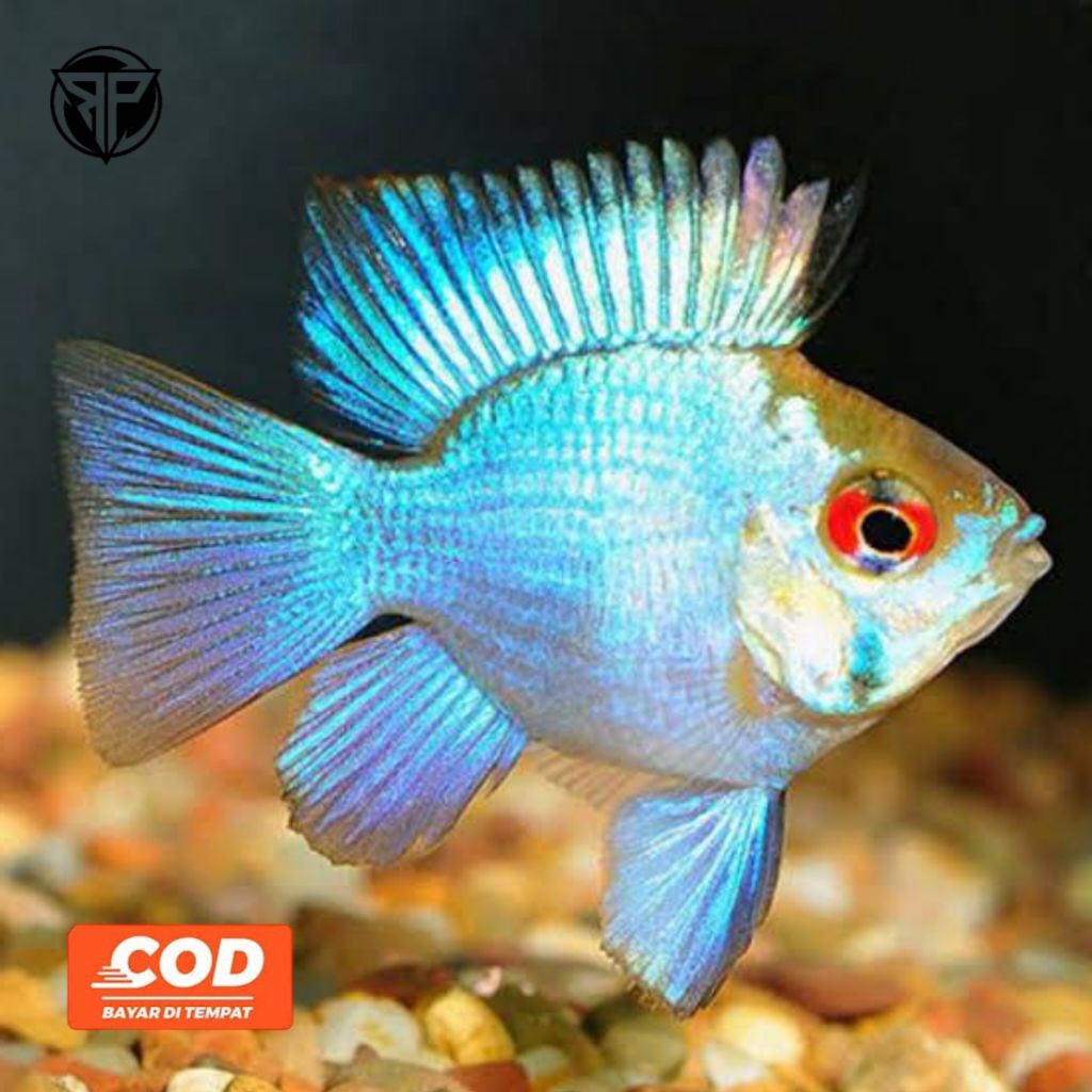 CICHLID Ramirezi Blue Electric Ramirezi Mikrogeophagus Ramirezi Ikan Hias Aquarium Menyala
