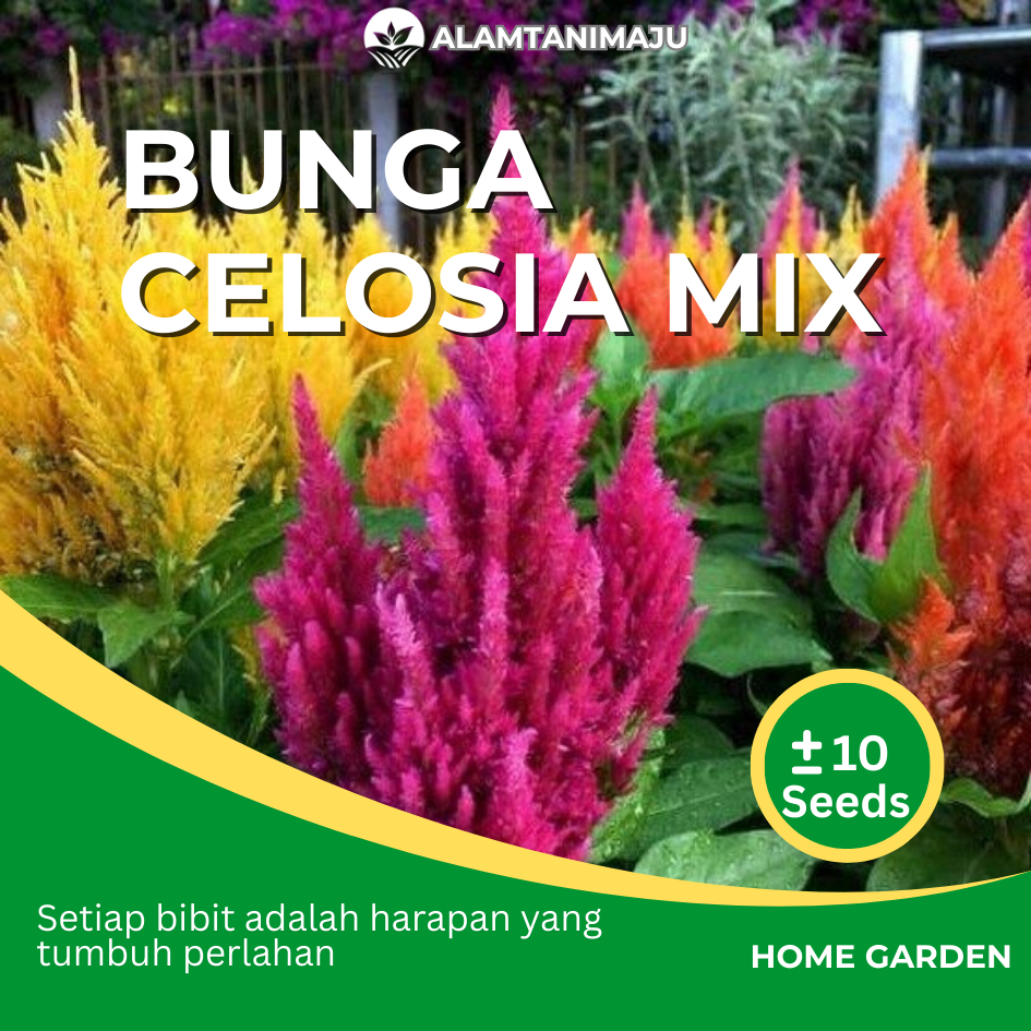 Alamtani - Benih Bunga Celosia Mix Biji Bibit Benih Bunga Celosia Mixed Colour Isi ± 10 Seeds