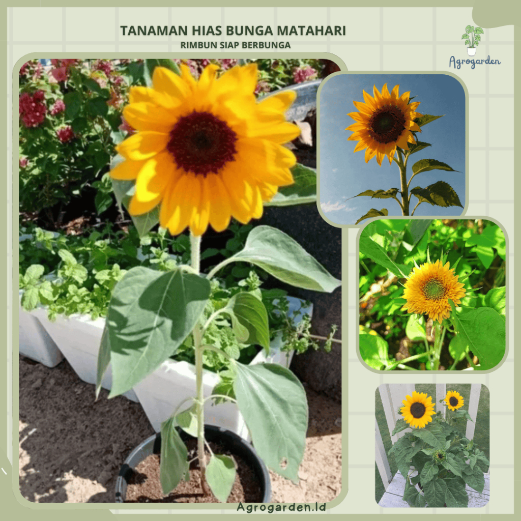 Tanaman Bunga Matahari Lokal - Bunga MATAHARI SUNFLOWER - Bibit Tanaman Hidup Bunga Hias Matahari Si