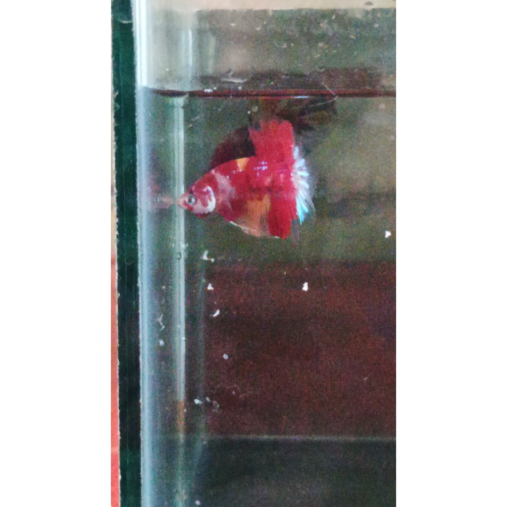 Ekstrak daun ketapang HMPK koi multi grade lumerrr asli