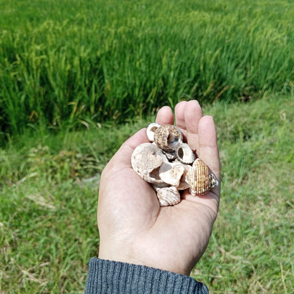 cangkang kelomang kosong